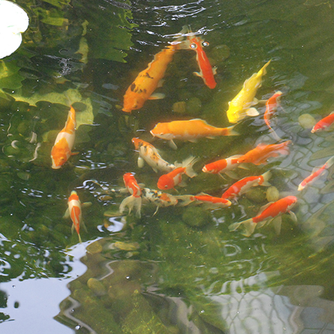 魚(yú)池水質(zhì)處理