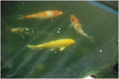 景觀魚池水處理設(shè)備有哪些？