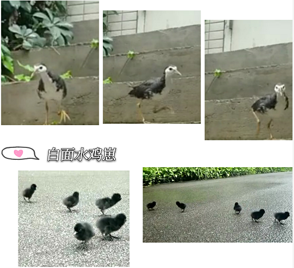 戴思樂科技園區(qū)究竟有多