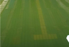 廣東接連暴雨！雨后游泳池水體發(fā)綠怎么清理？